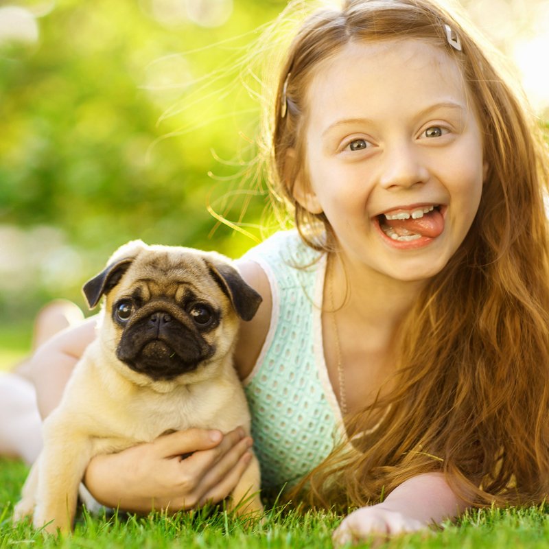 Pug Foto 3