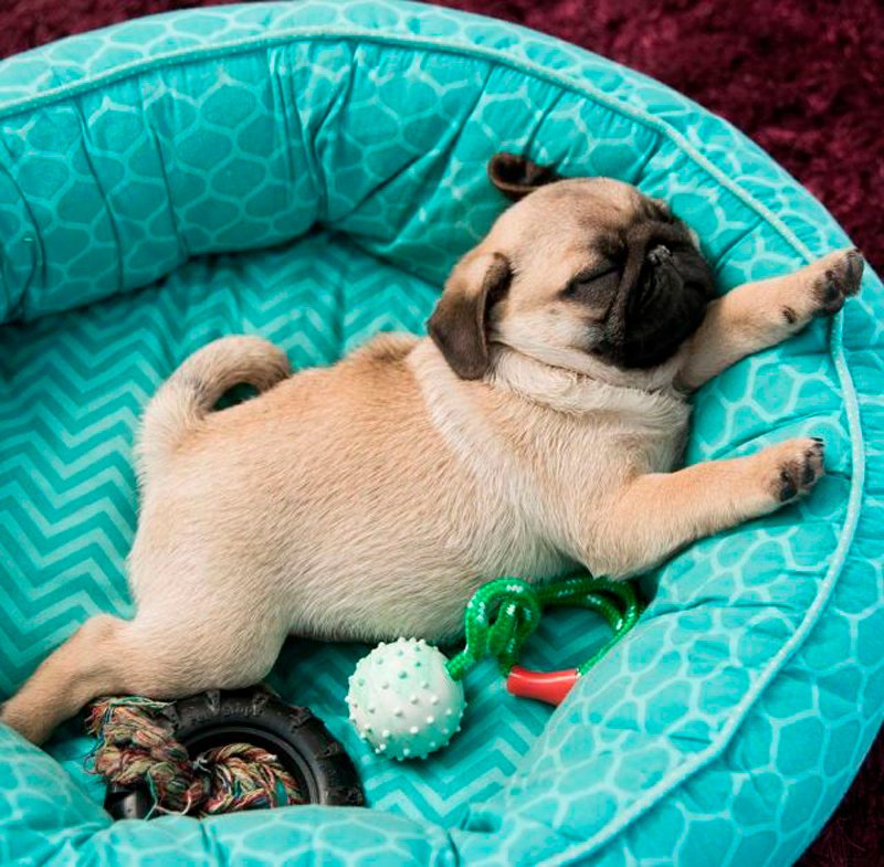 Pug Foto 5
