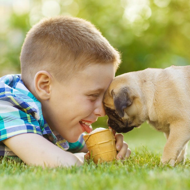 Pug Foto 7